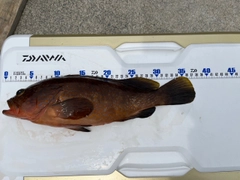 キジハタの釣果