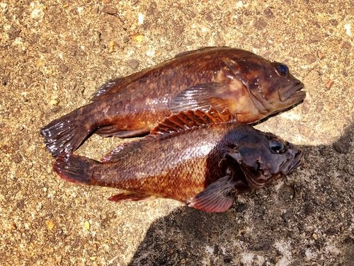 ムラソイの釣果