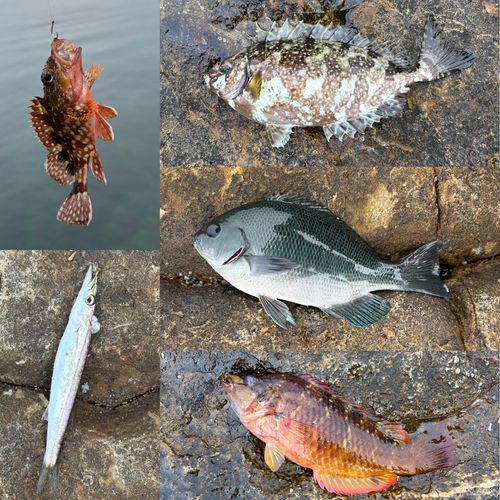 グレの釣果