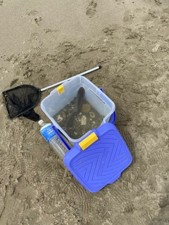 ホシザメの釣果