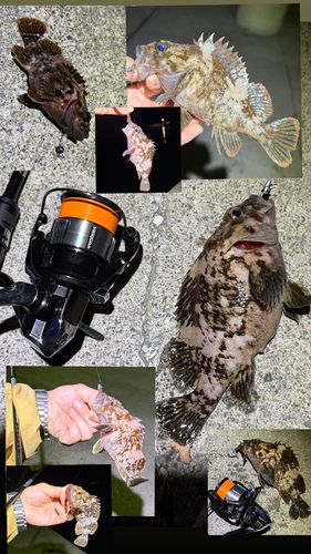 ムラソイの釣果