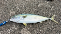 ワラサの釣果