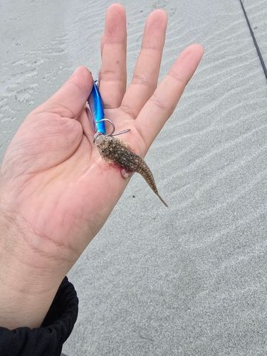 コチの釣果