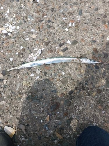 ダツの釣果