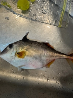 サッパの釣果