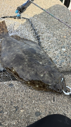 ヒラメの釣果