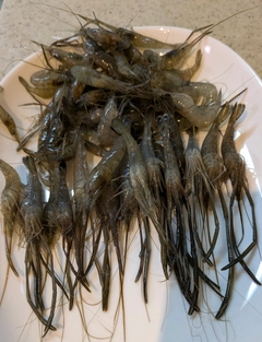 テナガエビの釣果