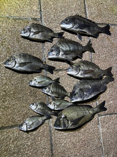 チヌの釣果