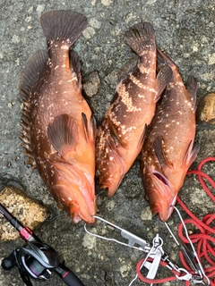 アコウの釣果
