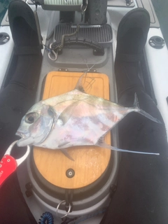 イトヒキアジの釣果