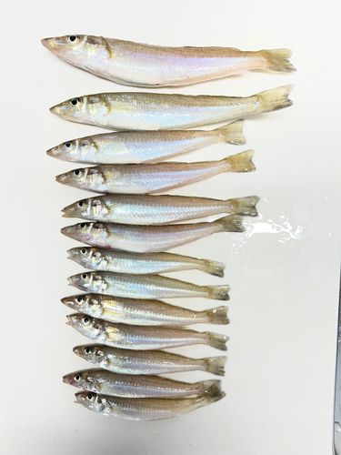 キスの釣果