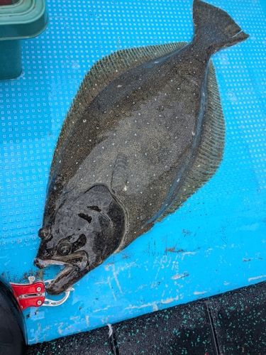 ヒラメの釣果