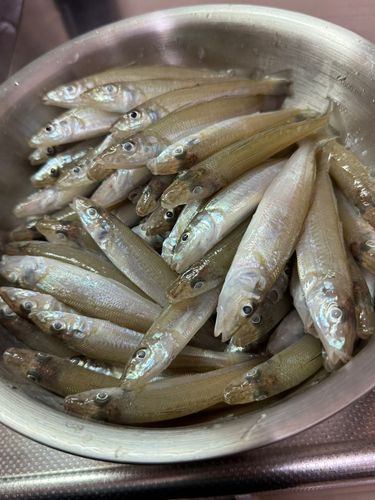 キスの釣果