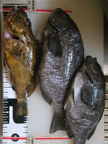 クチブトグレの釣果