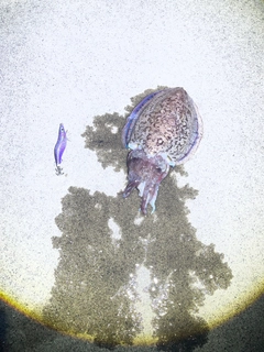 コウイカの釣果