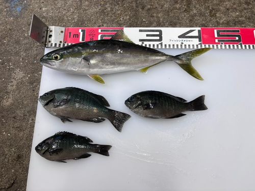 フクラギの釣果