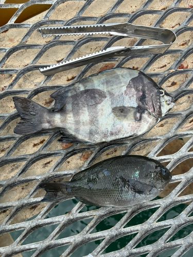 イシダイの釣果