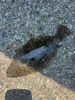ソゲの釣果