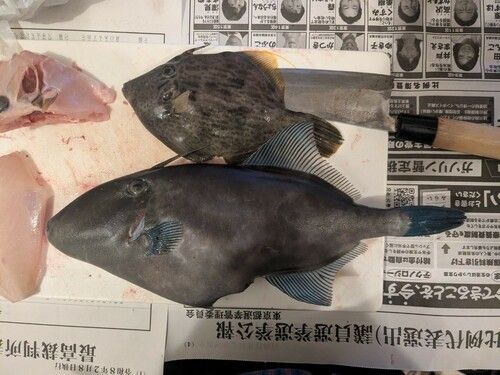 カワハギの釣果