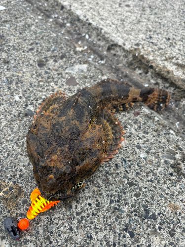 カジカの釣果