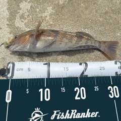 アイナメの釣果