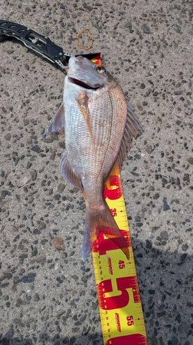 マダイの釣果