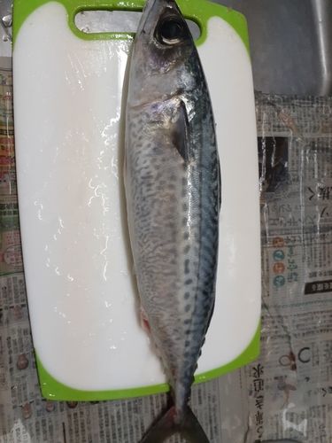 ゴマサバの釣果