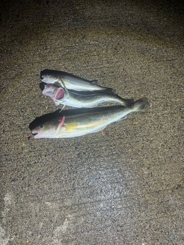 コマイの釣果