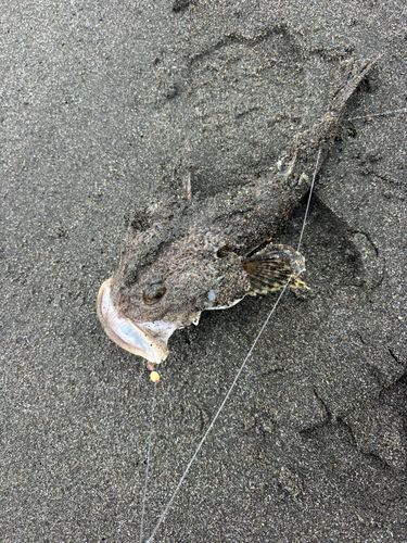 カジカの釣果