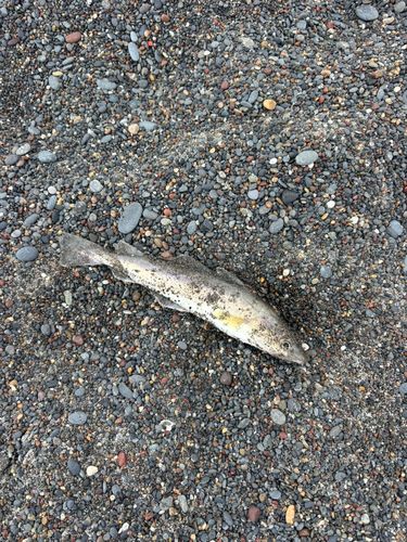 コマイの釣果