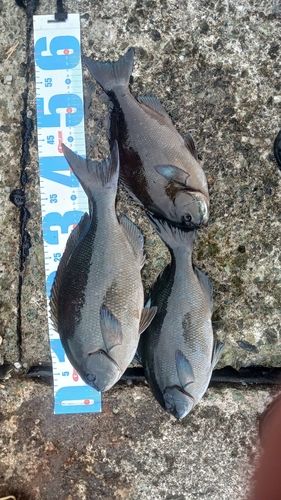 オナガグレの釣果