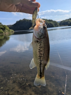 ブラックバスの釣果