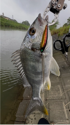 キビレの釣果