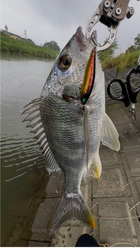 キビレの釣果