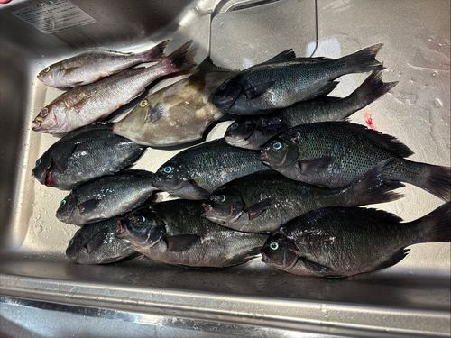 グレの釣果
