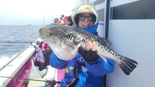 トラフグの釣果