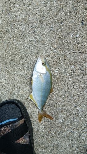 モジャコの釣果・釣り情報まとめ【2026年最新】 - アングラーズ | 釣果