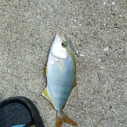 モジャコの釣果・釣り情報まとめ【2026年最新】 - アングラーズ | 釣果