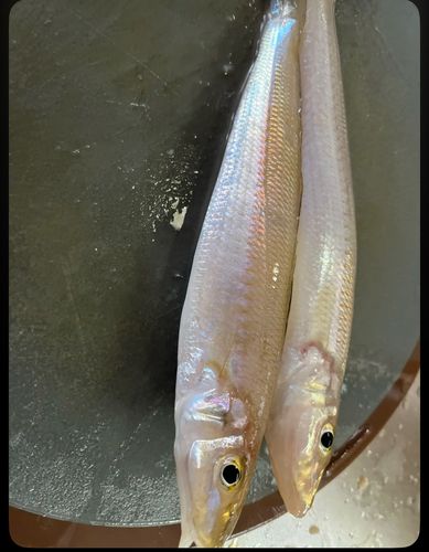 キスの釣果