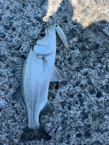 セイゴ（ヒラスズキ）の釣果