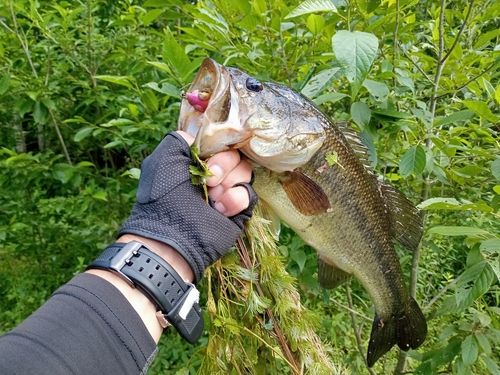 ラージマウスバスの釣果
