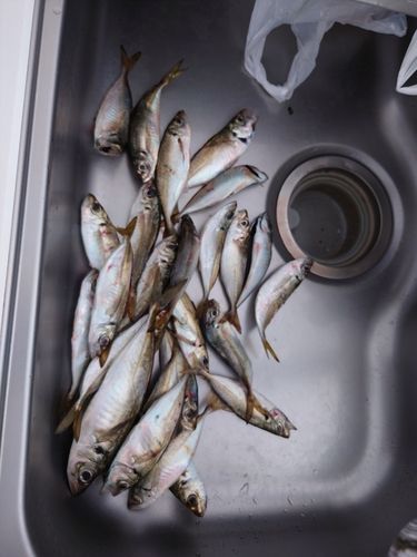 マアジの釣果