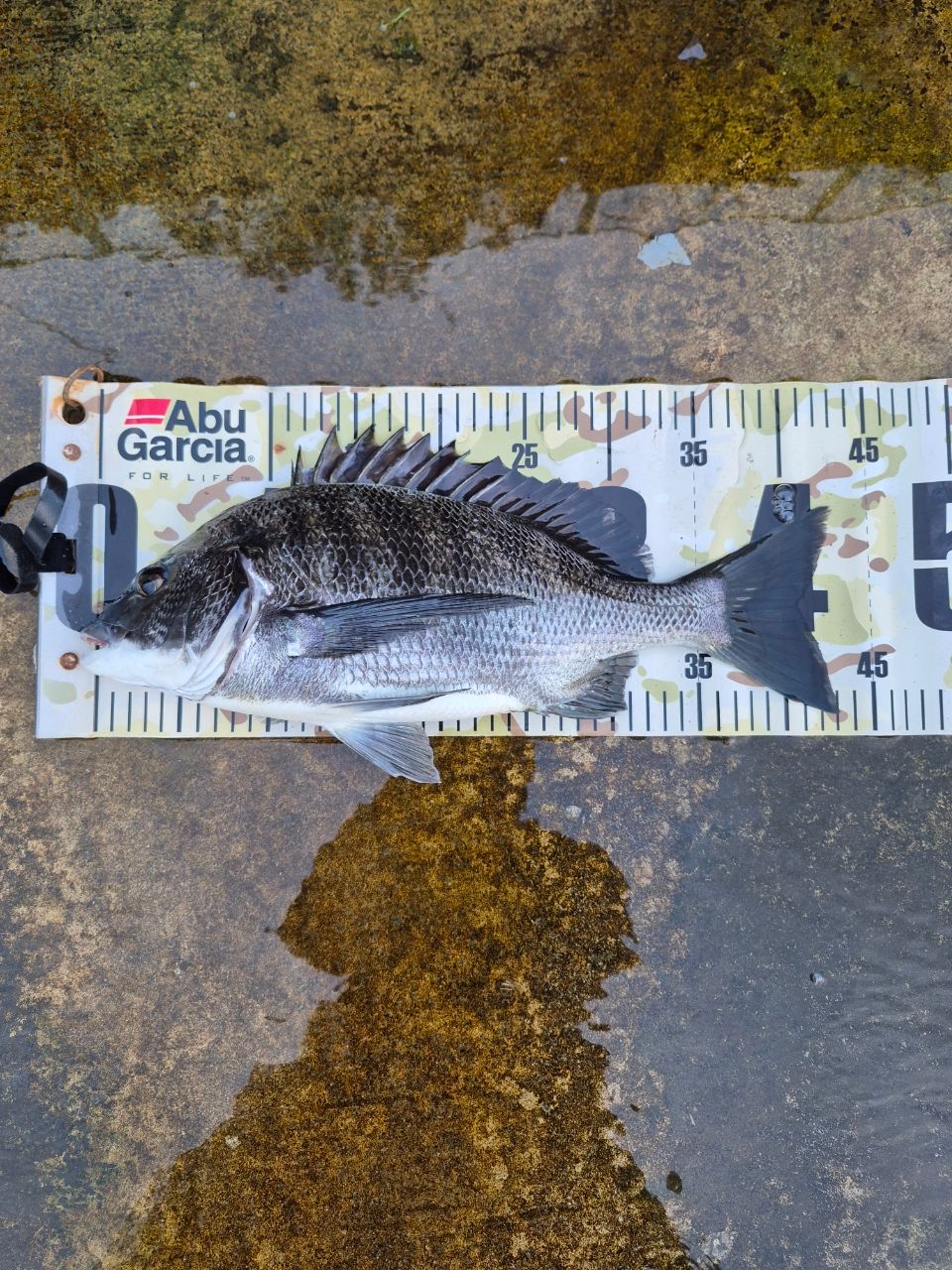 AbuGarcia ソルティースタイル クロダイ STKS-832ML-KRの最安値