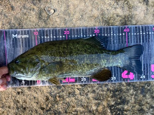スモールマウスバスの釣果