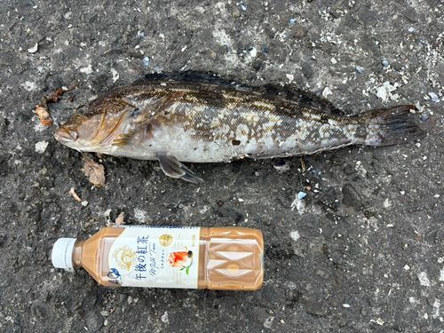 アイナメの釣果