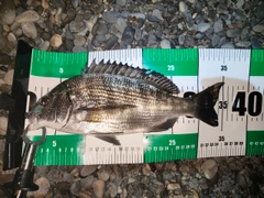 チヌの釣果