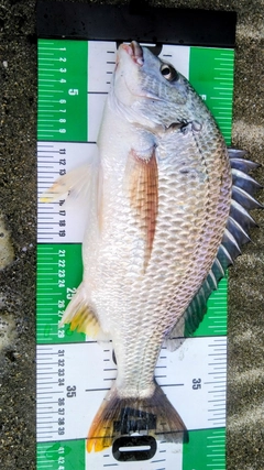 キビレの釣果
