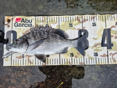 クロダイの釣果