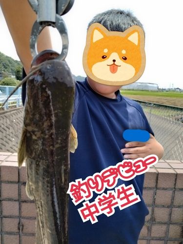 ナマズの釣果