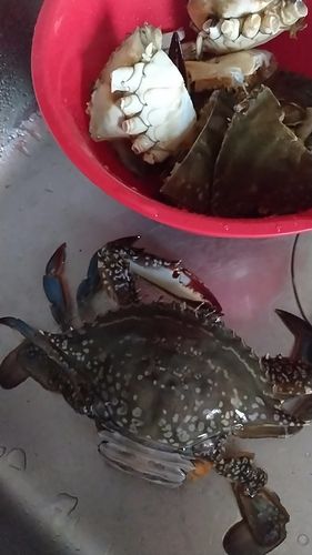 カレイの釣果